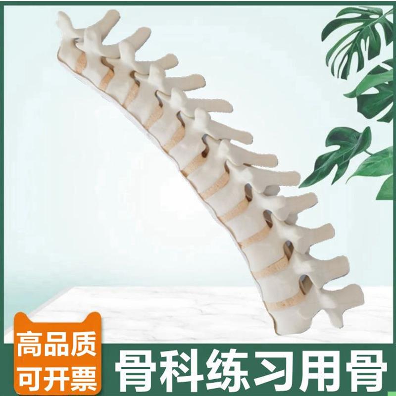 仿真胸椎骨模型 1比1假骨头骨科手术练习用临床实验切割打孔固定