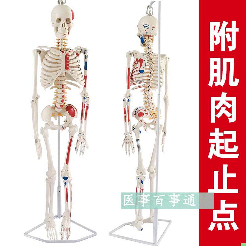 人体骨骼模型85CM 人骨架模型 关节模型 人骨标本腰椎模型 教具