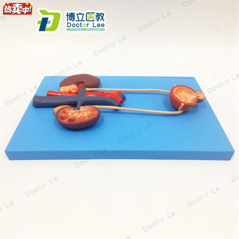 人体泌尿系统模型肾输尿管膀胱尿道R解剖模型医学泌尿科泌尿模型
