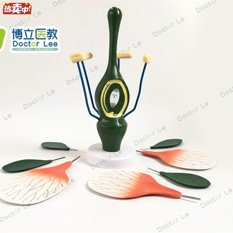 教学桃花模型典型双子叶花构造模型小I型桃花解剖标本生物植物