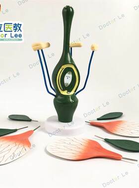 教学桃花模型典型双子叶花构造模型小I型桃花解剖标本生物植物