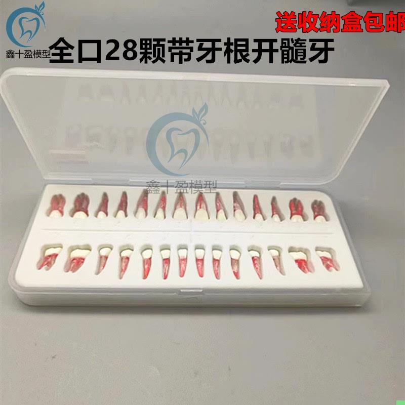 口腔执考练习离体牙 根扩修复开髓根管牙粒带牙根全口28颗 包邮