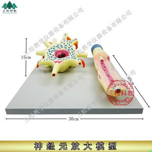 神经元放大模型 神经元胞体和神经纤维结构放大模型 神经细胞模型