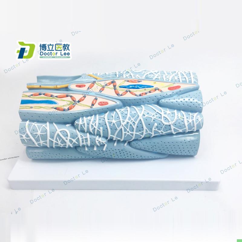 正品心肌组织模型心肌细胞心肌工程微观模型心脏模型