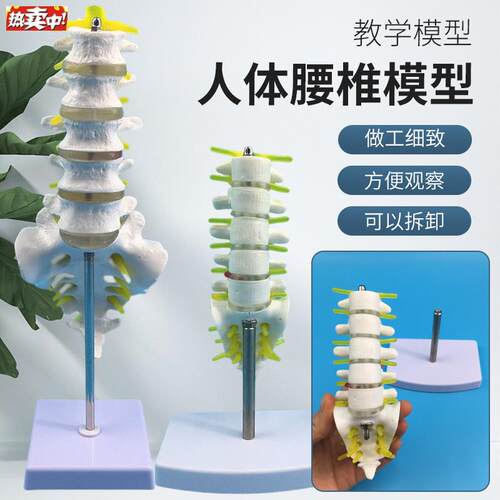 教学仿真人o体腰椎模型五节腰椎带骨盆模型脊柱骨骼股骨椎间盘