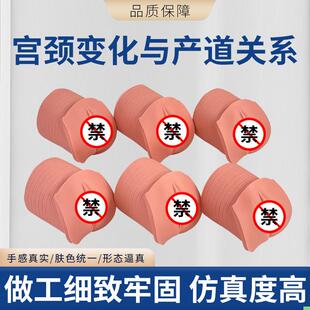 教学模型 女性分娩生产宫口模型 产前宫颈变化与产道关系模型