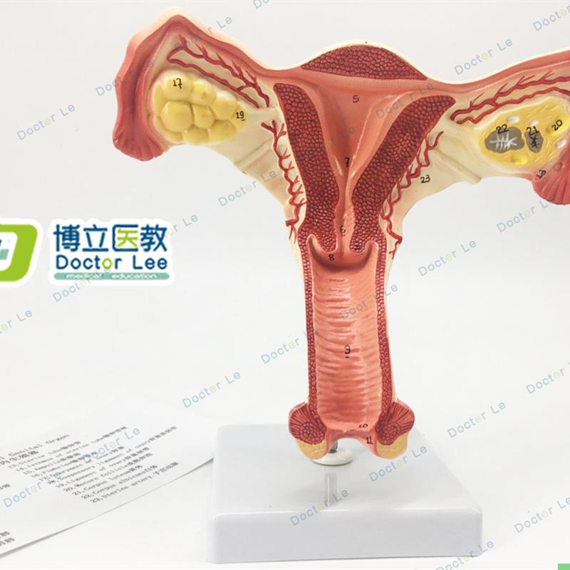 人体子宫解剖模型 女性生殖系统计生教育演示器材 厂家直销