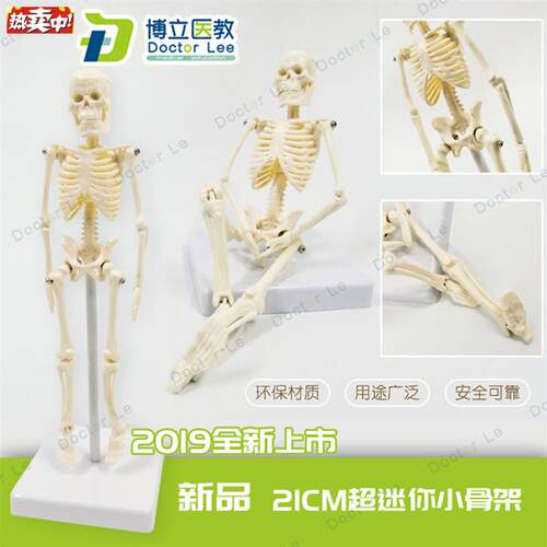 21cm人体骨骼模型骨架人体模型成人小骷p髅教学模型脊椎全身