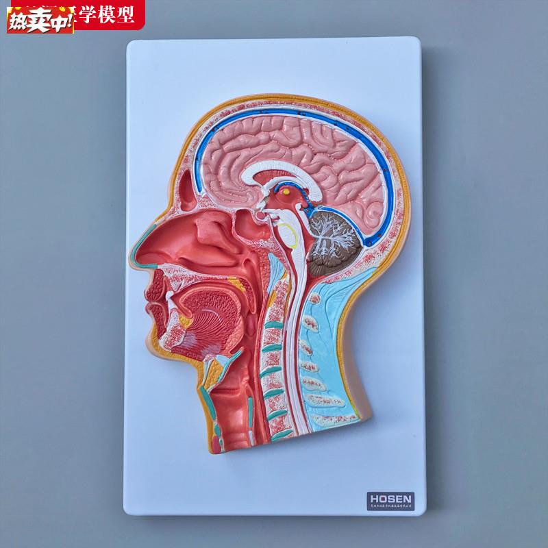 头中部切面模型人体头部头颅内大脑鼻腔口腔咽喉解剖结v构医学教
