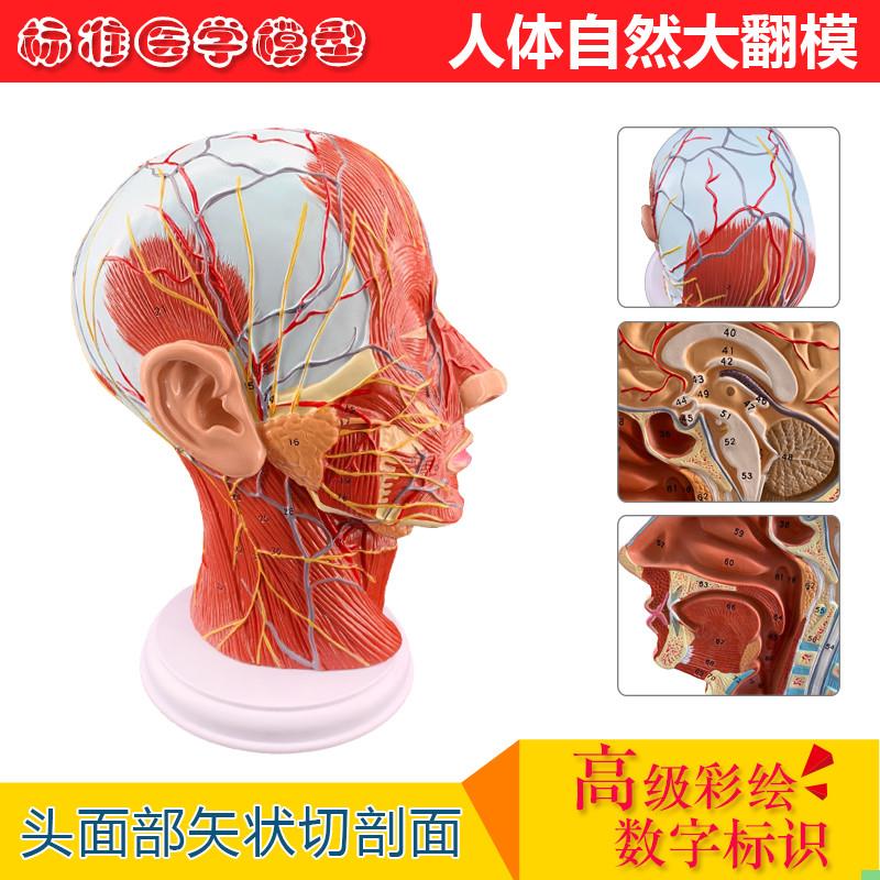 头浅表模型带肌肉神经血管模型 美容面部神经微整形模型解剖模型