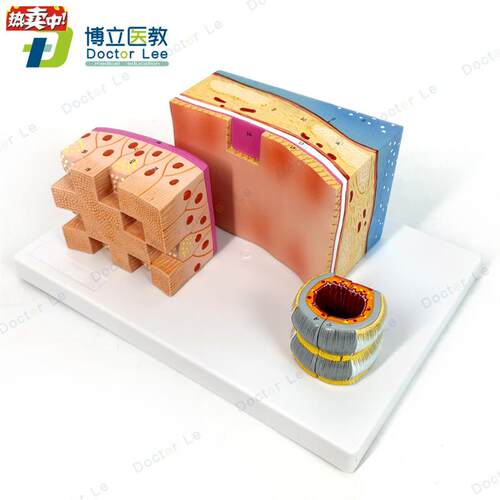 人体气管解剖结构模型气管壁喉K解剖医学音乐教学学习人体