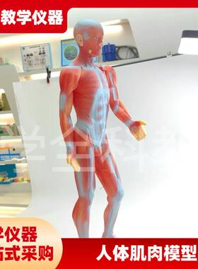 人体肌肉模型 人体全身肌肉模型 85cm课堂生物教学仪器材实验器材