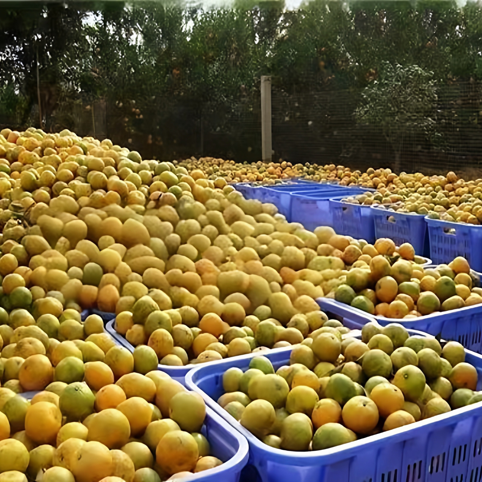 正宗新会柑茶枝柑陈皮二红柑大红柑青柑新鲜果现摘湿皮自晒干皮