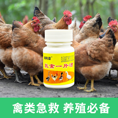 鸡药急救一片活一片灵新款禽一片鸡药大全特效禽药鸡药重症死不了