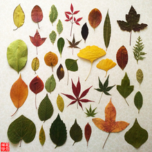 干叶子树叶画天然干树叶diy手工书签干花创意材料摄影道具幼儿园