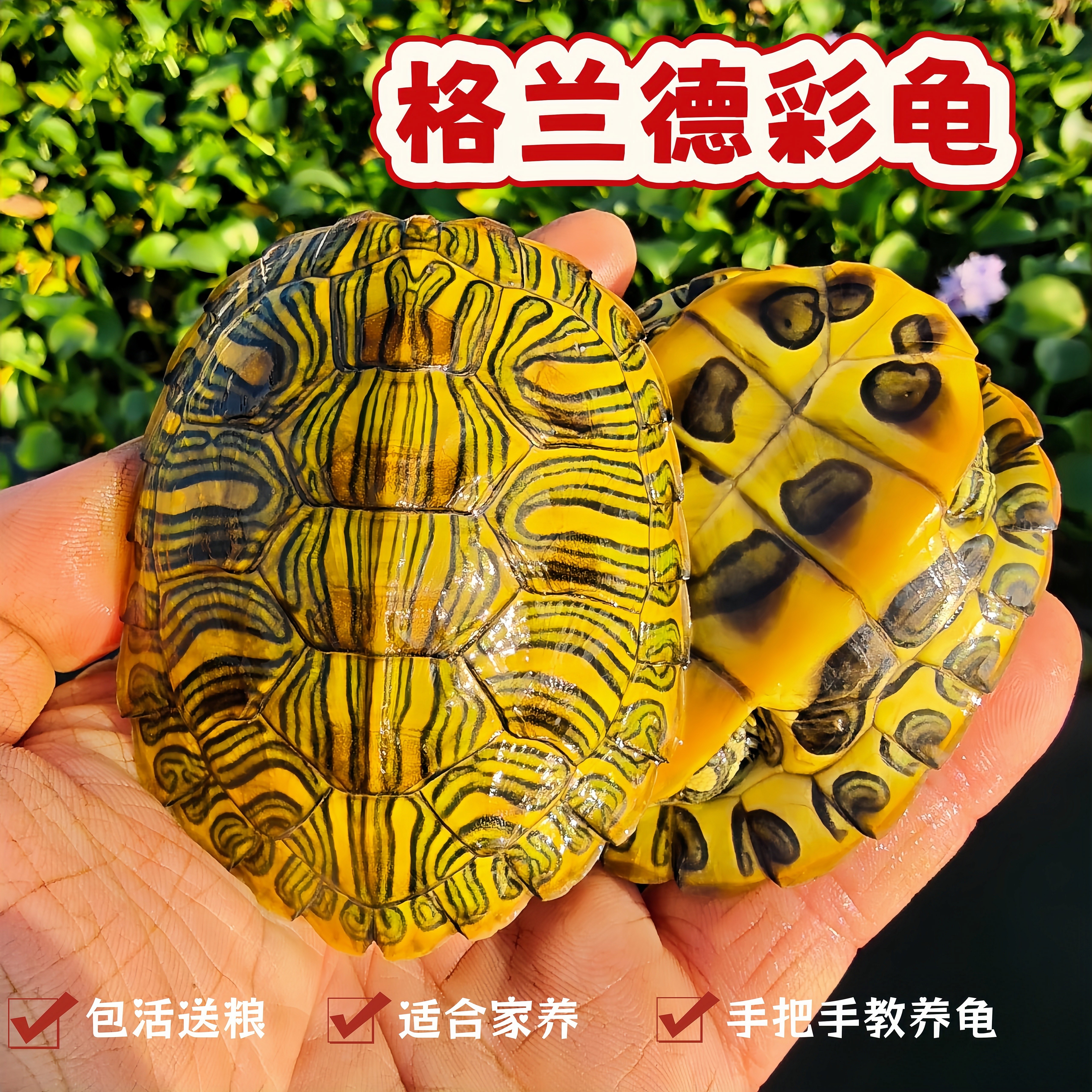 格兰德七彩龟苗活体小龟五彩油彩巴西脸龟活体深水乌龟观赏宠物