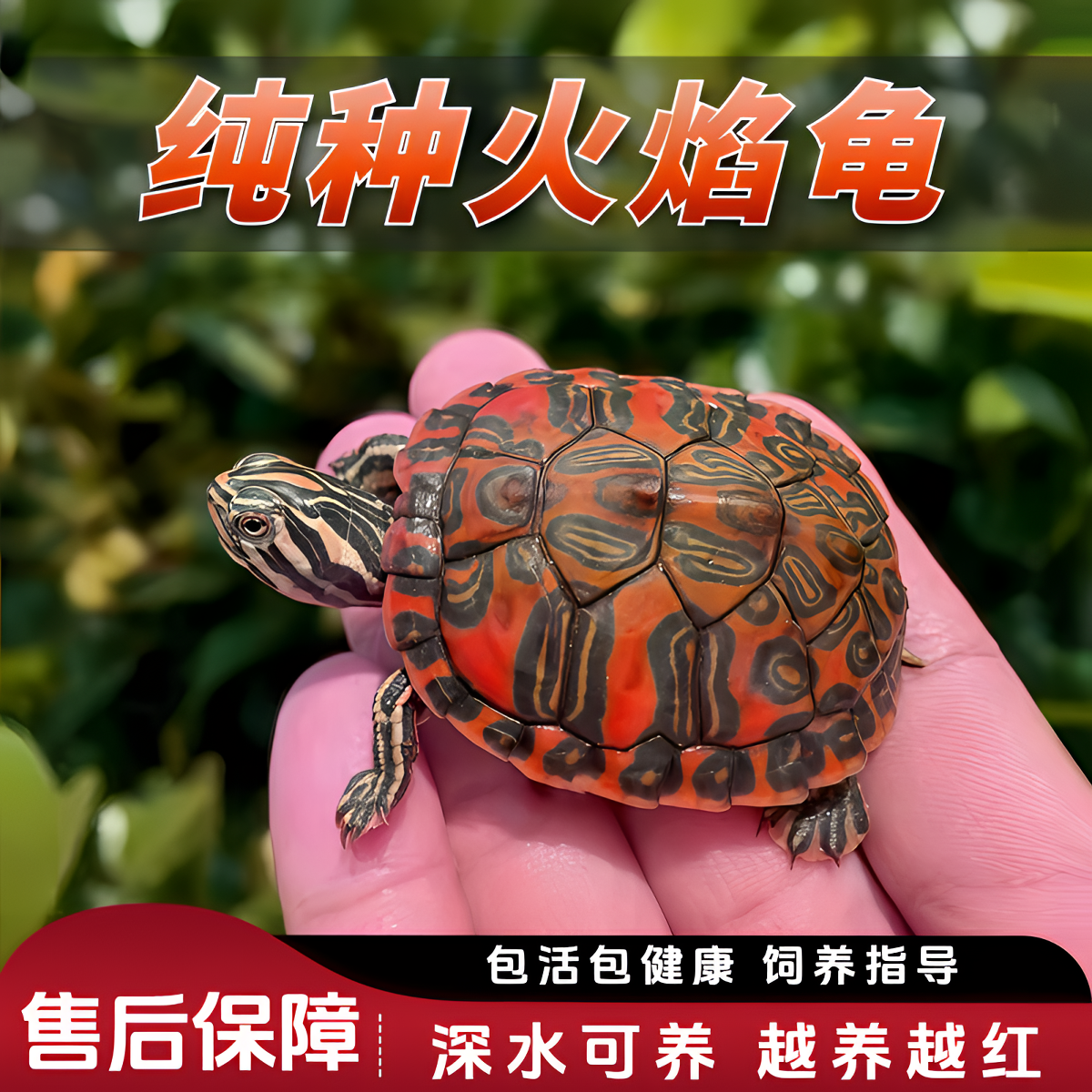 乌龟活体火焰龟苗活体深水招财观赏稀有宠物长寿冷水素食龟清洁龟