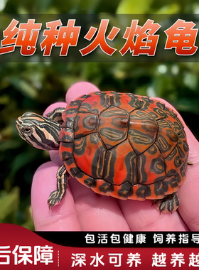 乌龟火焰活体深水招财观赏宠物