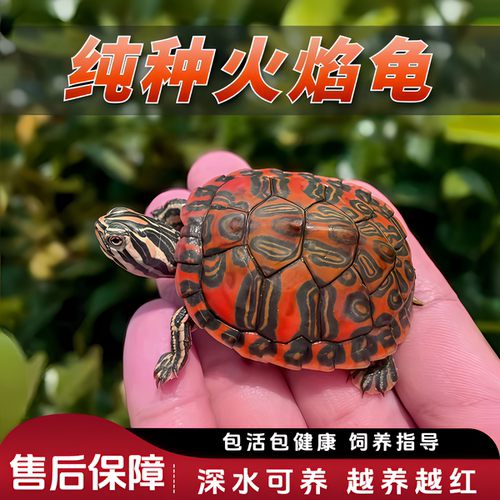 乌龟火焰活体深水招财观赏宠物