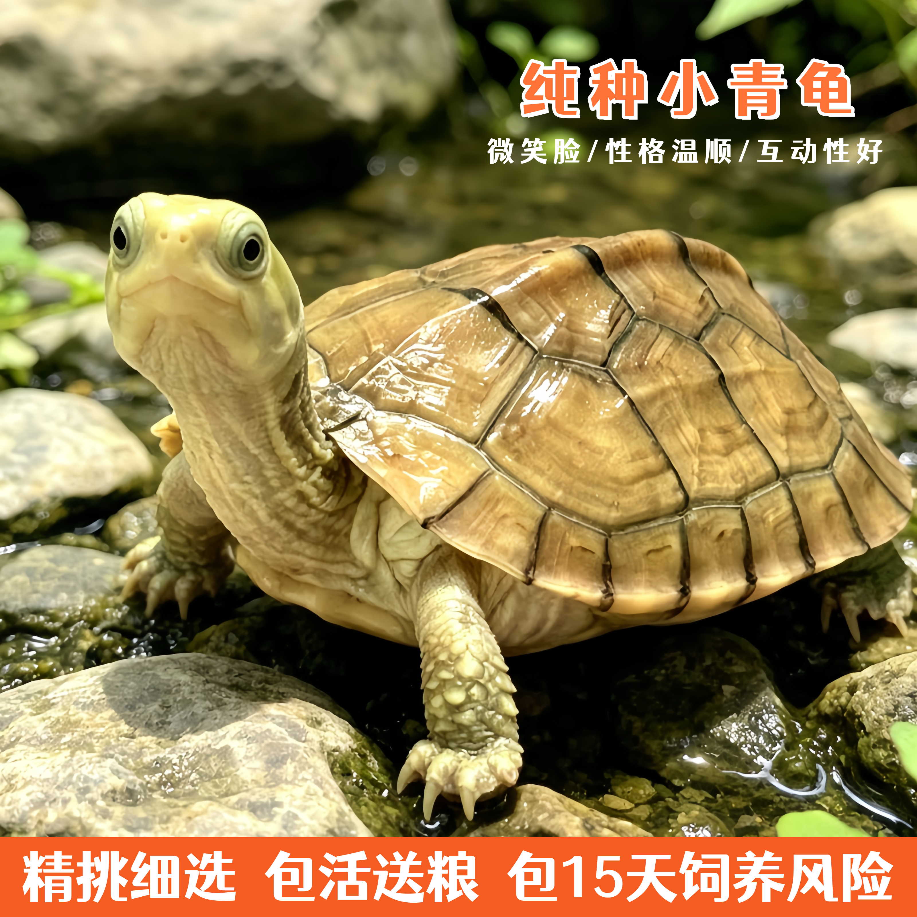 外塘纯种小青龟三黄皖南黄喉拟水龟小乌龟石金钱龟苗宠物观赏水龟