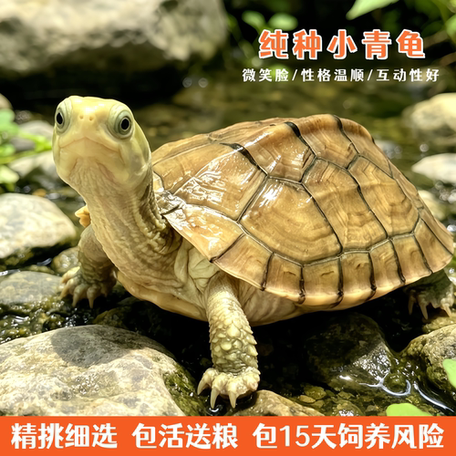 外塘纯种黄喉拟水龟苗宠物活物