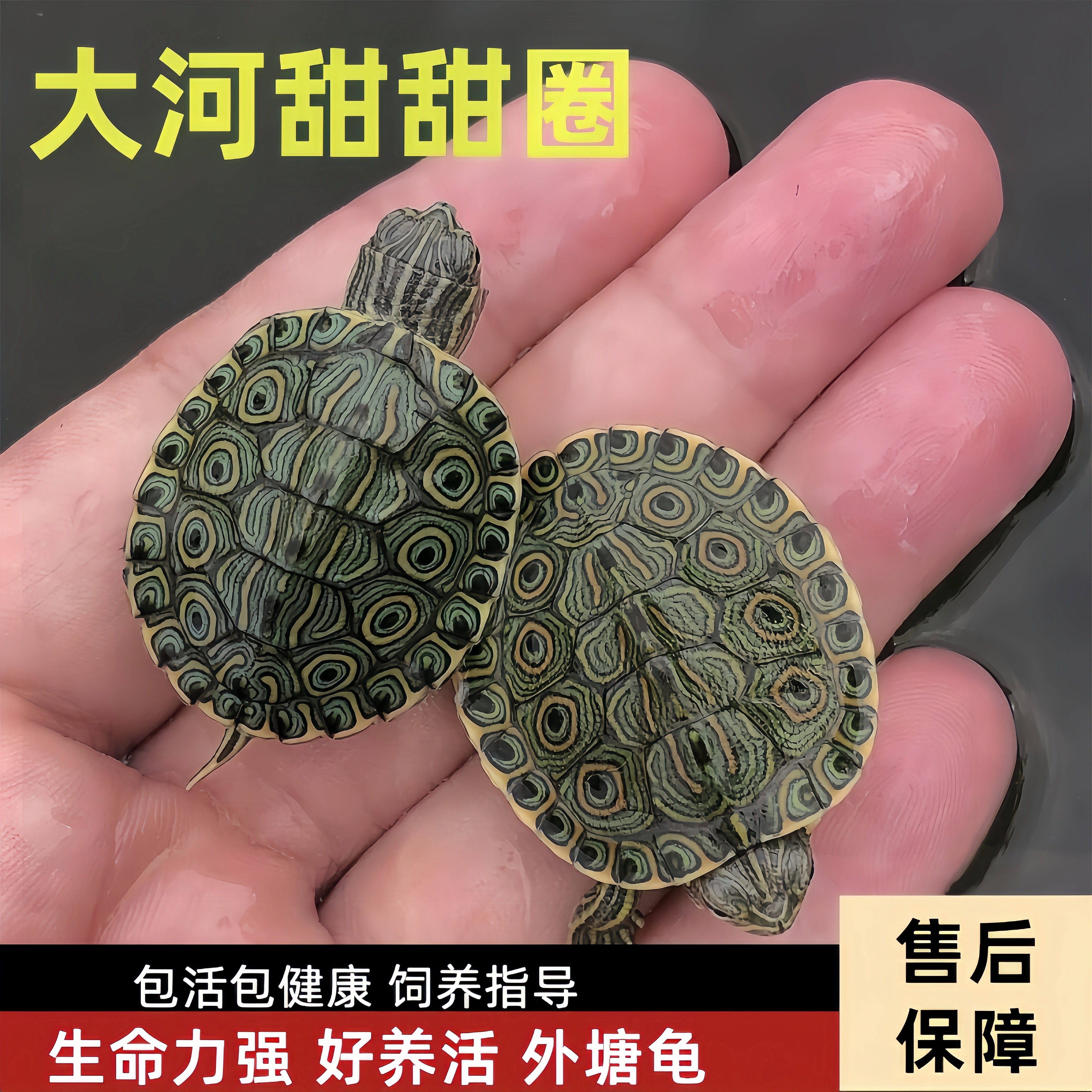 外塘大河甜甜圈家养冷水混养龟观赏龟宠物浅水龟小乌龟活体吃蔬菜