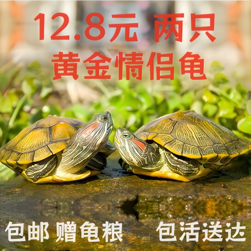 巴西小乌龟活体观赏情侣公母宠物