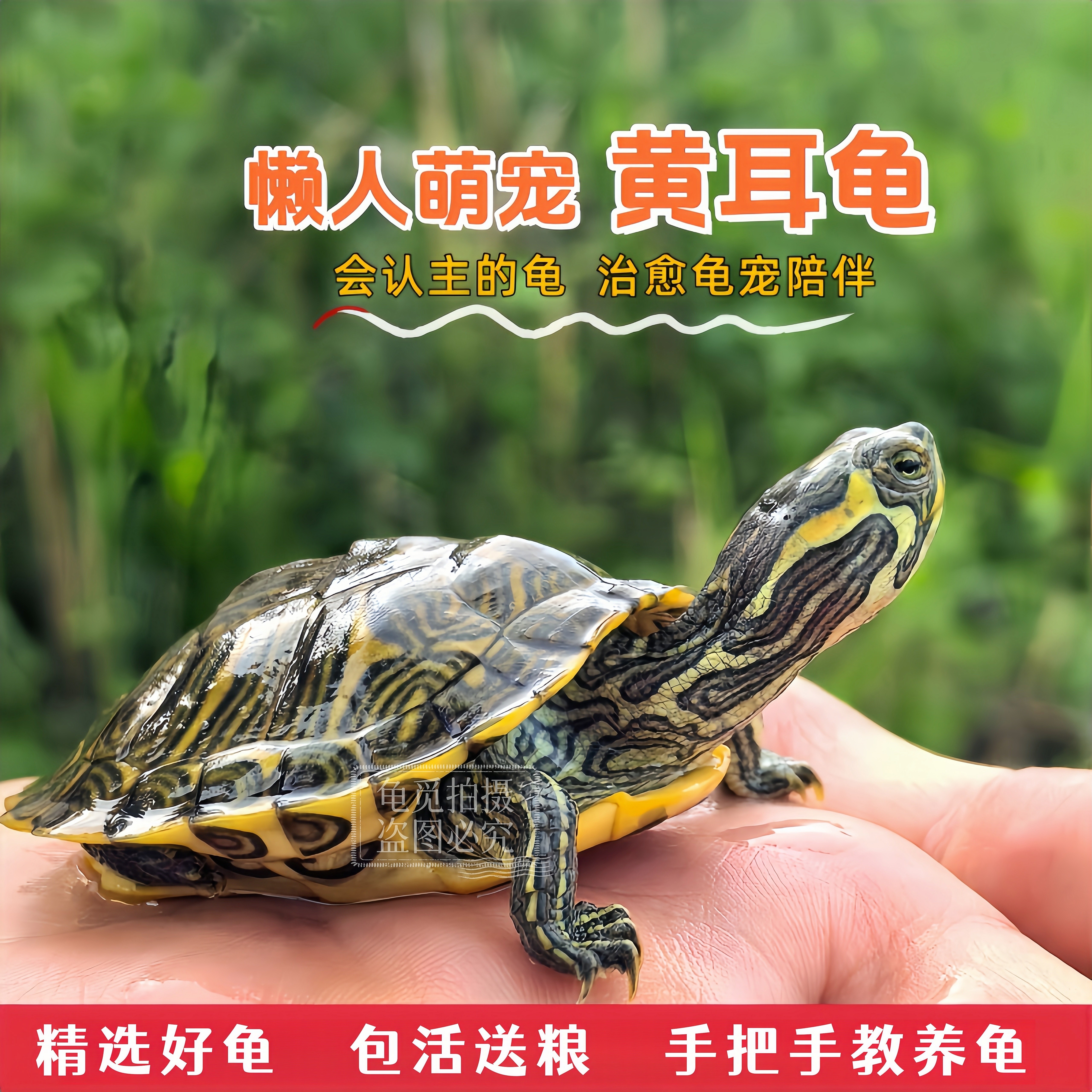 招财黄耳小乌龟宠物龟会认主人的龟苗家养萌宠活体冷水观赏杂食