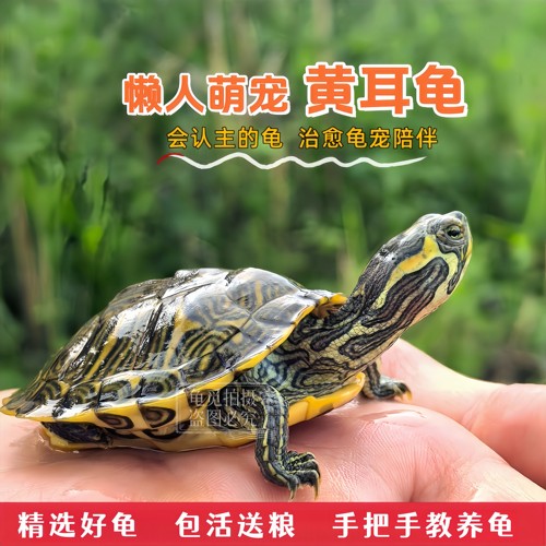 饲养简单会认主的宠物龟深水喂养