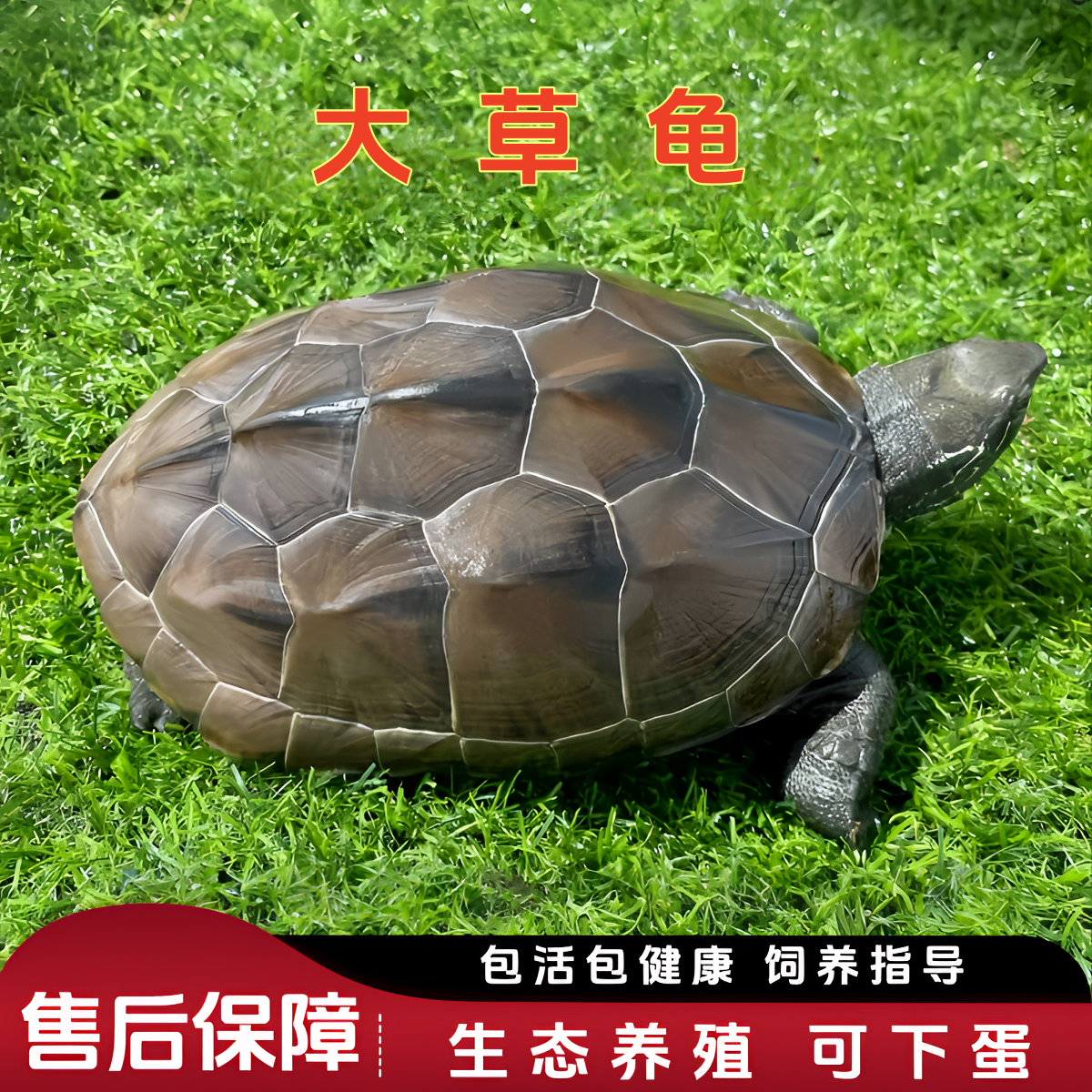 特大乌龟活物中华草龟金线小乌龟苗外塘家养长寿宠物龟观赏龟下蛋