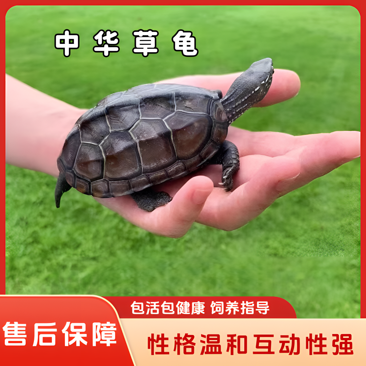 活物小乌龟活物中华草龟宠物活体观赏龟家养深水龟长寿苗子放外塘