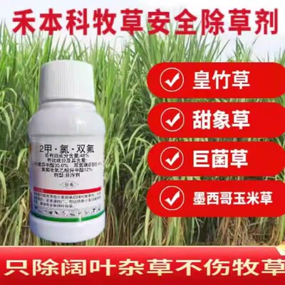 皇竹草甜象墨西哥玉米早熟禾