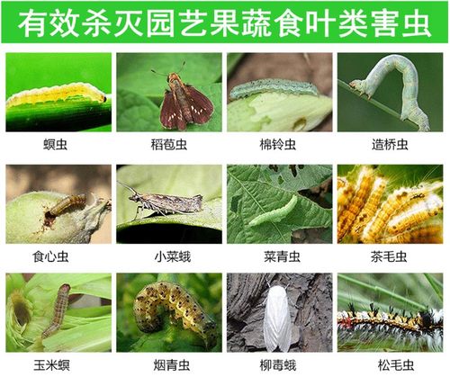 柑橘香柚子树柠檬树橘子树金桔树橙子树蚧壳虫专用药杀虫剂打虫药