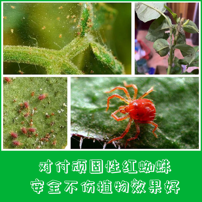 红蜘蛛专用药月季玫瑰杀虫药杜鹃花卉杀卵杀螨绣球植物杀虫剂通用