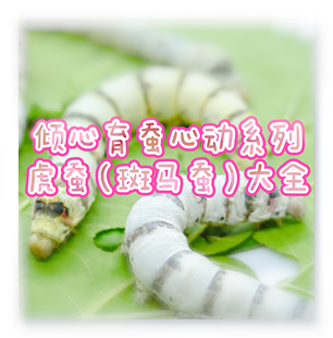 虎蚕蚕卵稀有品种斑马蚕虎斑蚕蚕茧小学科学养蚕丝彩茧黄茧蚕桑叶