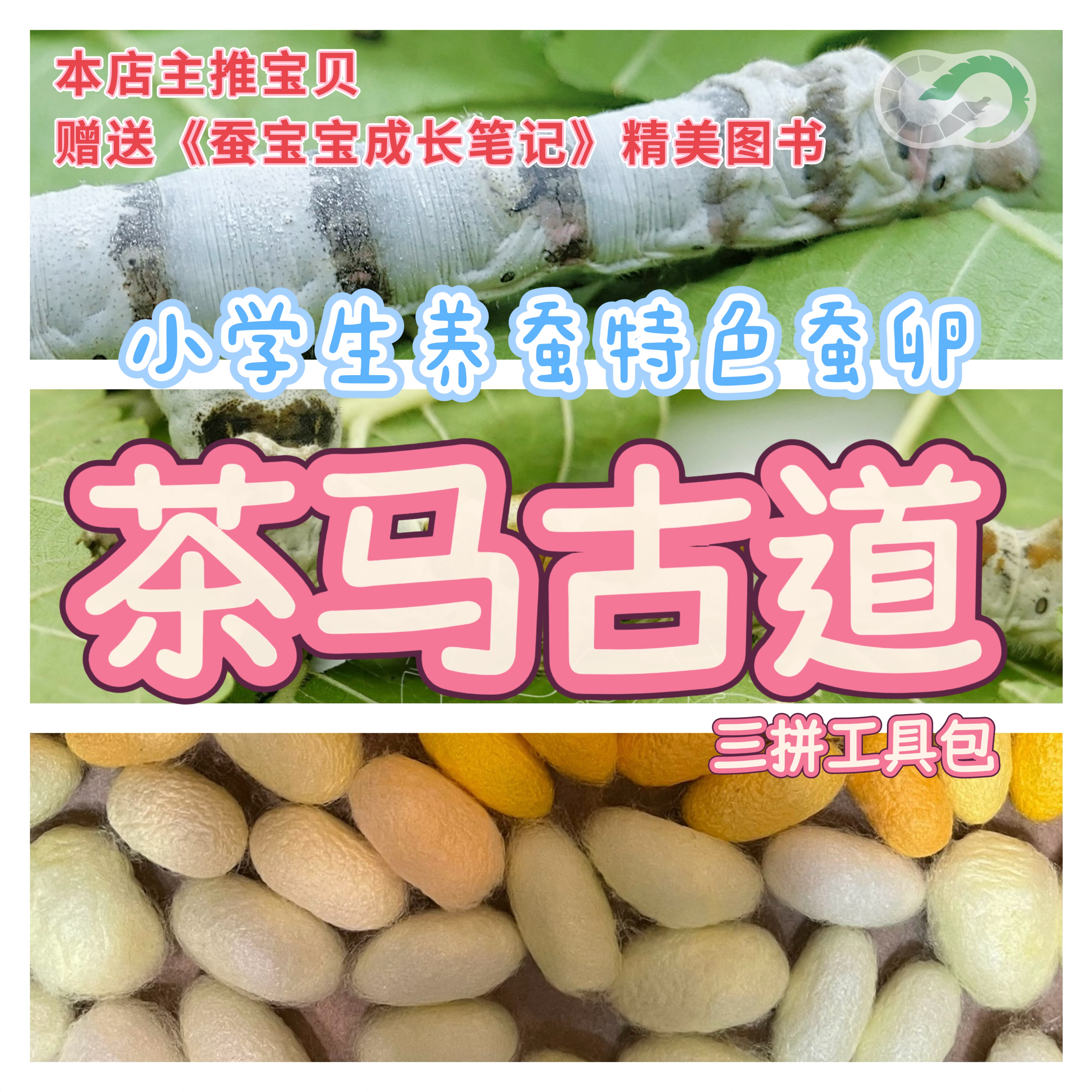 茶马古道工具包蚕卵彩色蚕宝宝彩茧黄茧白斑马蚕小学科学养蚕桑叶