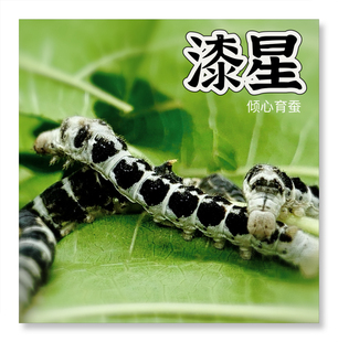 漆星蚕卵养蚕工具包彩色蚕宝宝彩茧小学科学课桑叶白茶斑养蚕套装