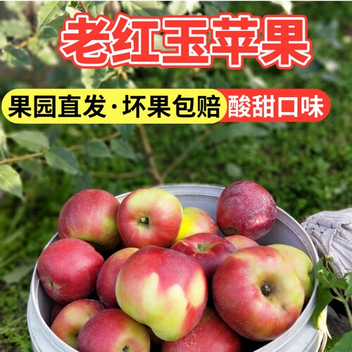 老红玉苹果辽南大连老树酸味苹果新鲜低糖水果小苹果糖尿应季现货