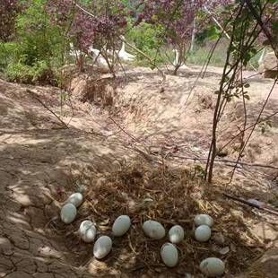 正宗散养土鹅蛋山林粮食喂养孕妇去胎毒四川山区新鲜130-150g大