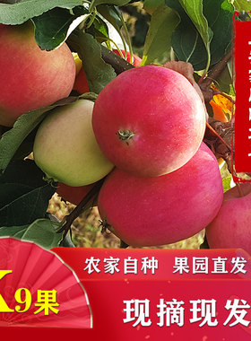 新鲜水果海棠果花红新鲜水果