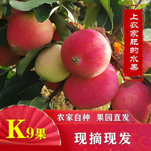 新鲜水果海棠果花红新鲜水果