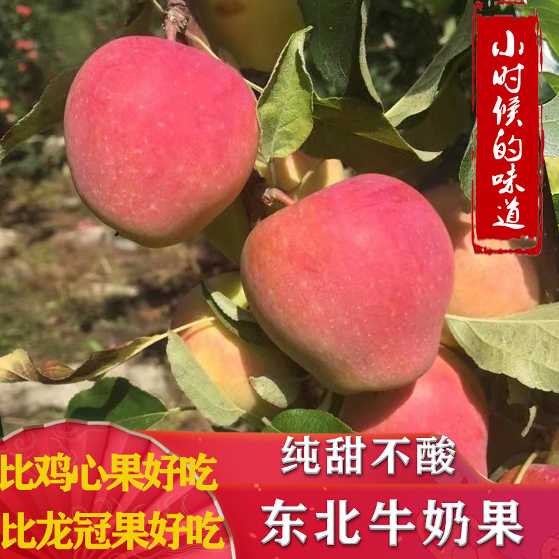 东北牛奶果纯甜不酸孕妇冰糖心脆甜整箱批发新鲜水果现摘现发