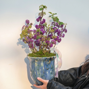 紫珠造型盆景年宵花紫气东来 八方聚财客厅观赏绿植新居乔迁送礼