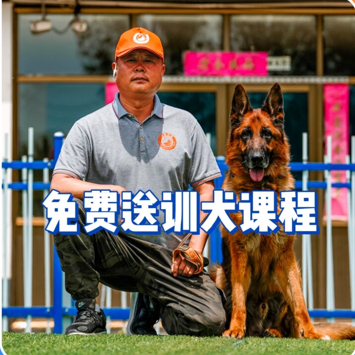 训犬学校训练狗狗定点大小便训狗课程不良行为纠正上门训宠物学校