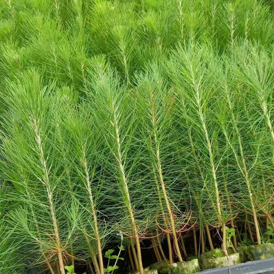 优质湿地松杯苗 产脂高用材松树