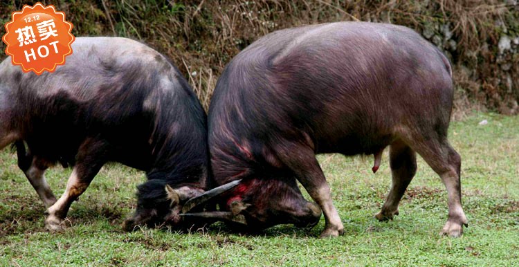 现代装饰画  公牛美图照片 斗牛大幅写真喷绘海报贴画壁画 牛