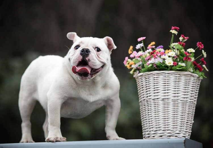 壁纸装饰画 法国英国斗牛犬 狗狗 霸气可爱狗写真照片贴画海报