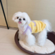 狗狗衣服秋冬款 比熊雪纳瑞约克夏马尔济斯泰迪小型犬宠物毛衣保暖