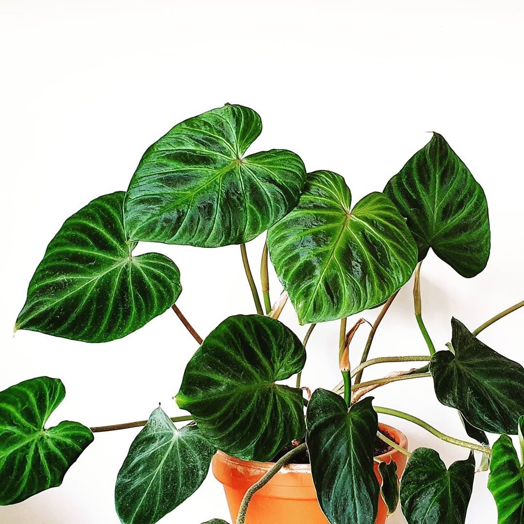 荧光蔓绿绒 荷兰进口植物 毛腿蔓绿绒 ins风
