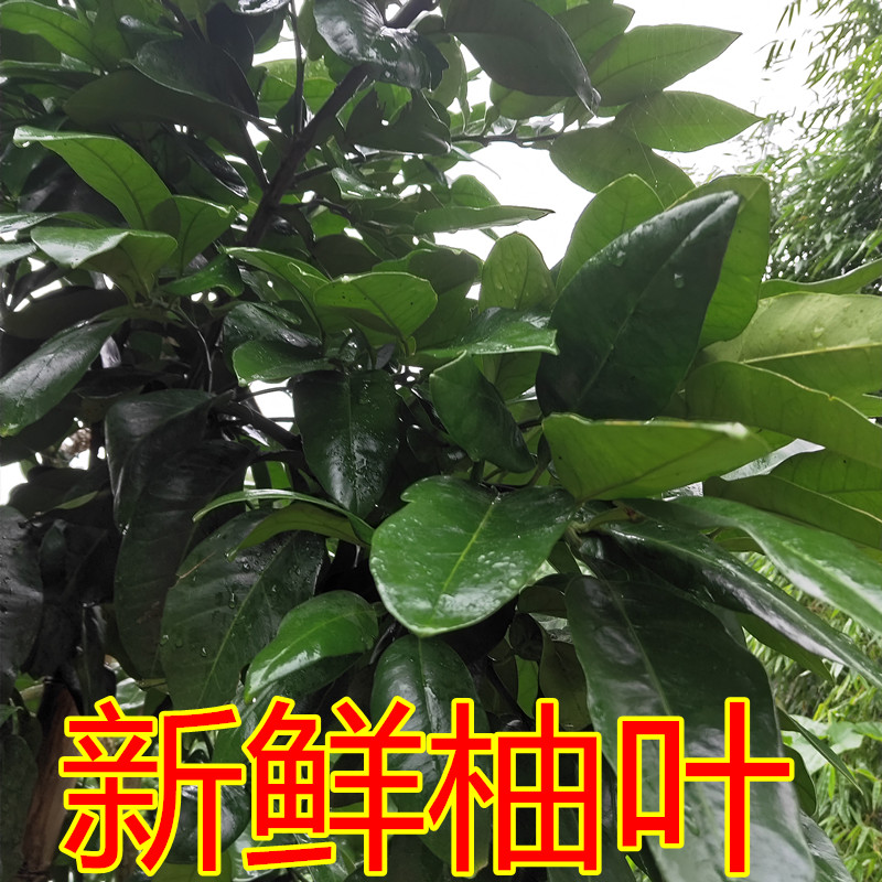 新鲜梁平柚子叶重庆橘子叶可包耙沐浴祈福红心柚子也500克包邮